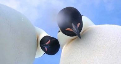 Penguins selfie