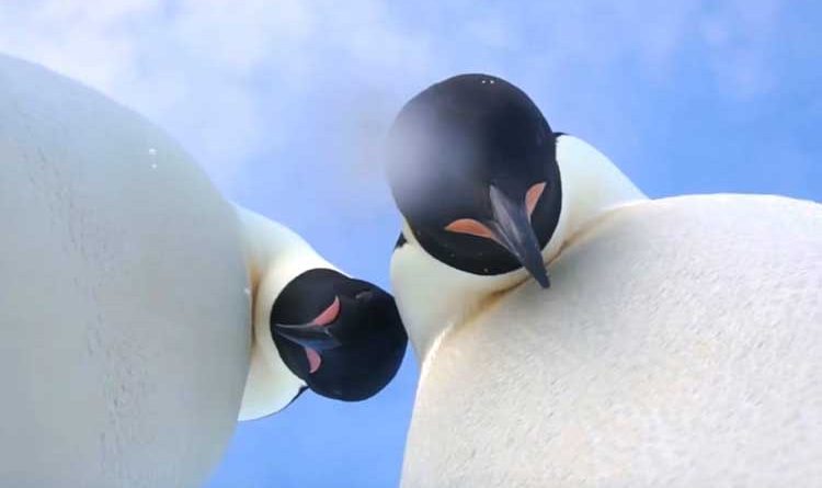 Penguins selfie