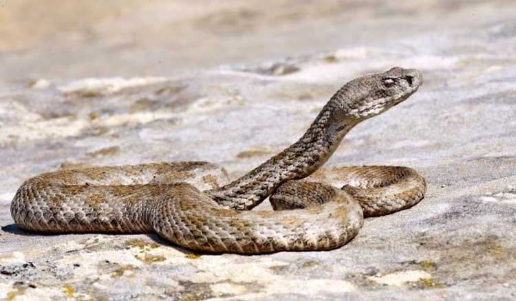Գյուրզա օձ