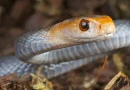 Snake Bite