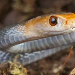 Snake Bite
