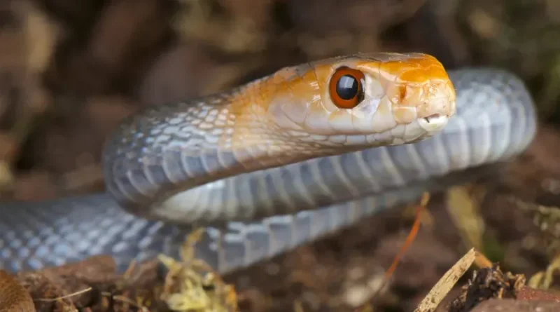 Snake Bite