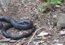 snake and squirrel