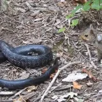 snake and squirrel