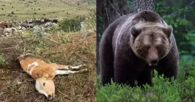 Արտառոց դեպք ՀՀ-ում․ արջը արոտավայրում հարձակվել է խոշոր եղջերավոր անասունի վրա և հոշոտել Արտառոց դեպք ՀՀ-ում․ արջը արոտավայրում հարձակվել է խոշոր եղջերավոր անասունի վրա և հոշոտել