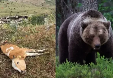 Արտառոց դեպք ՀՀ-ում․ արջը արոտավայրում հարձակվել է խոշոր եղջերավոր անասունի վրա և հոշոտել