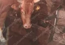 ցլիկ