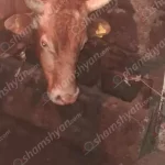 ցլիկ