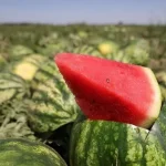 ձմերուկ