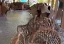 armavir garden