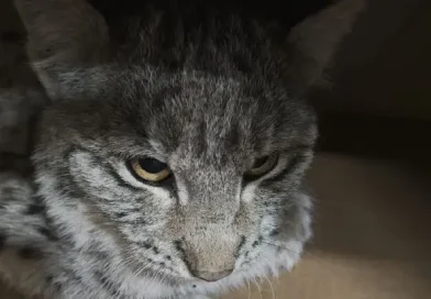 Հայտնաբերված լուսանը Կենդանաբանական այգի տեղափոխվելուց մոտ մեկ ժամ անց անկել է