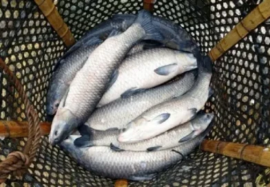 Վաղվանից Սևանա լճում խստիվ արգելվում է սիգի որսը