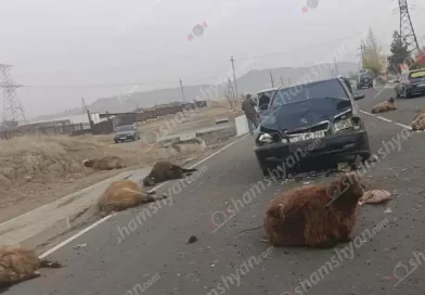 Շիրակի մարզում «Mercedes»-ը բախվել է ոչխարի հոտին, որոնցից 8-ը տեղում սատկել է Շիրակի մարզում «Mercedes»-ը բախվել է ոչխարի հոտին, որոնցից 8-ը տեղում սատկել է