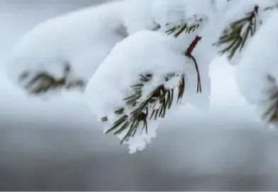 Ձյան շերտի բարձրությունը կարող է հասնել մինչև 150-200 սմ Ձյան շերտի բարձրությունը կարող է հասնել մինչև 150-200 սմ