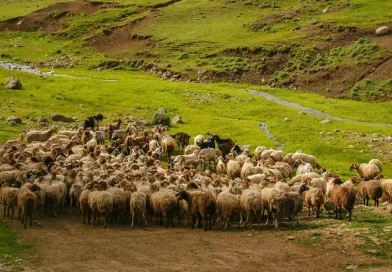 Դալար գյուղի անասնագոմից գողացել են 30 գլուխ ոչխար․ ո՞վ է գողը