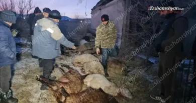 Քարակերտում գայլերը հոշոտել են մոտ 60 գլուխ ոչխար, որոնց մի մասը հղի էին