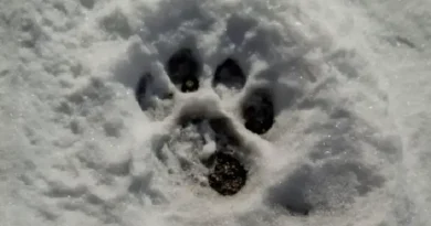 «Զանգեզուր» կենսոլորտային համալիրում հայտնաբերվել են ընձառյուծի թարմ հետքեր