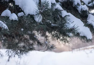 Սպասվում են տեղումներ առավելապես ձյան տեսքով. օդի ջերմաստիճանը կնվազի 8-10 աստիճանով Սպասվում են տեղումներ առավելապես ձյան տեսքով. օդի ջերմաստիճանը կնվազի 8-10 աստիճանով