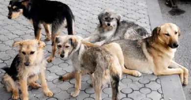 Քասախի բնակիչն ահազանգում է համայնքի թափառող շների, հոսանքի եւ տրասպորտի խնդրի մասին