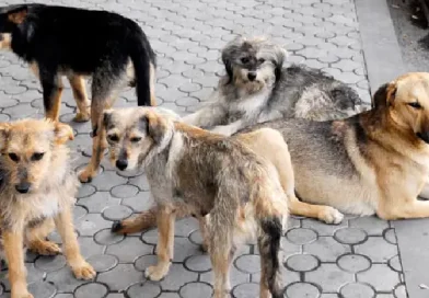 Քասախի բնակիչն ահազանգում է համայնքի թափառող շների, հոսանքի եւ տրասպորտի խնդրի մասին