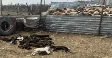 Քարակերտում կասկածելի հիվանդության պատճառով մոտ 100 ոչխարներ ու գառներ են սատկել