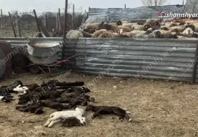 Քարակերտում կասկածելի հիվանդության պատճառով մոտ 100 ոչխարներ ու գառներ են սատկել