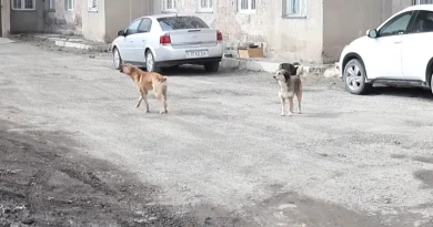 «Շները երեխայի էին գզել», «Զիբիլը թափելիս 20-25 շուն հարձակվում են»