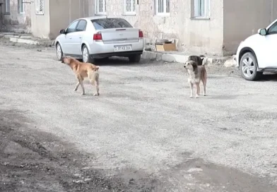 «Շները երեխայի էին գզել», «Զիբիլը թափելիս 20-25 շուն հարձակվում են» «Շները երեխայի էին գզել», «Զիբիլը թափելիս 20-25 շուն հարձակվում են»