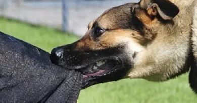 Աշակերտուհուս գզել են շները․ խեղճ երեխան հա՛մ վախեցել, հա՛մ  ահագին վնասվածքներ է ստացել․ ՏԵՍԱՆՅՈՒԹ