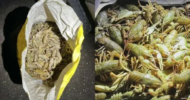 Ի՞նչ եղավ ապօրինի որսված 43 կգ խեցգետինների ճակատագիրը