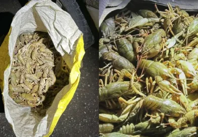 Ի՞նչ եղավ ապօրինի որսված 43 կգ խեցգետինների ճակատագիրը