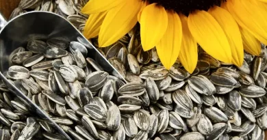 Ի՞նչ կլինի օրգանիզմի հետ, եթե շատ արևածաղկի սերմեր ուտեք