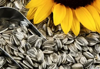 Ի՞նչ կլինի օրգանիզմի հետ, եթե շատ արևածաղկի սերմեր ուտեք