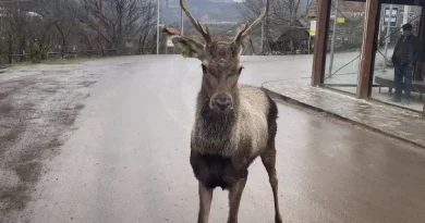 Եղջերուները մոտենում են բնակավայրերին, խնդրում ենք չմոտենալ կենդանիներին. ՇՄՆ