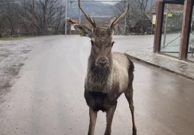 Եղջերուները մոտենում են բնակավայրերին, խնդրում ենք չմոտենալ կենդանիներին. ՇՄՆ