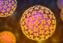 hantivirus