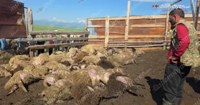 Գեղարքունիքի մարզում գայլերի հարձակման հետևանքով 300-ից ավելի ոչխարներ ու գառներ են սատկել