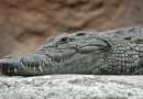 kokordilos