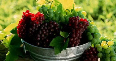 Նոր նախագիծ խաղողագործների համար