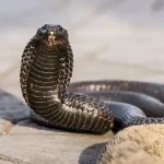 kobra