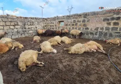 Գայլերի ոհմակը հnշոտել է գյուղացուն պատկանող մեծ թվով գառների